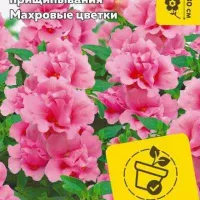 Купить семена Антирринум (львиный зев) Твинни F1 Розовый звон