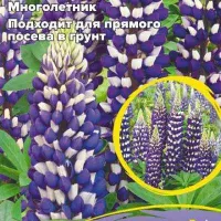 Купить семена Люпин Бамбино блу биколор