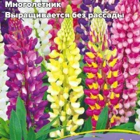 Купить семена Люпин Фейерверк