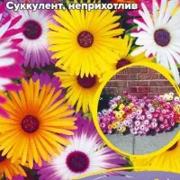 Купить семена Мезембриантемум Волшебный ковер Купить семена Мезембриантемум Волшебный ковер