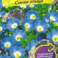 Купить семена Нолана странная Синяя птица
