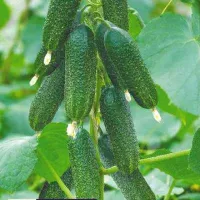 Купить семена Огурец Царская Охота F1