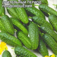 Купить семена Огурец Хабар