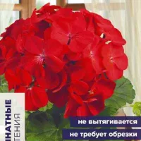 Купить семена Пеларгония карликовая Нано Скарлет