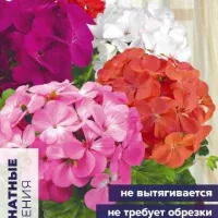 Купить семена Пеларгония Нано смесь