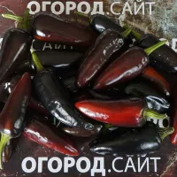 Купить семена Перец Халапеньо черный