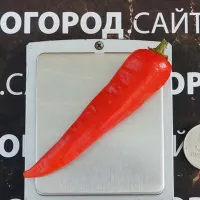 Купить семена перца острого Рыбный