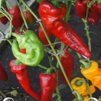 Купить семена Перец сладкий Грузинский нос