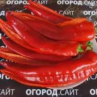 Купить семена Перец Корн ди торо (Бычий рог красный)