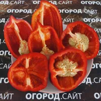 Купить семена Перец Любова Ладонь