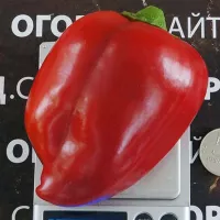 Купить семена Перец Любова Ладонь