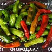 Купить семена Перец Шишито