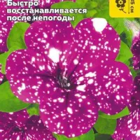 Купить семена Петуния Дот Стар Дип Пинк F1 многоцветковая (аналог вегетативной петунии Звездное небо)