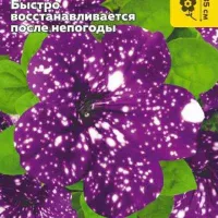 Купить семена Петуния Дот Стар Дарк Вайлет F1 многоцветковая (аналог вегетативной петунии Звездное небо)