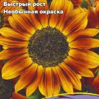 Купить семена Подсолнечник Красное солнышко