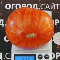 Купить семена Томат Бриллиантовые ноги