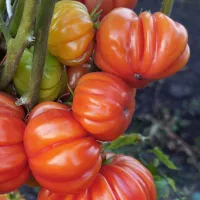 Купить семена Томат Американский ребристый розовый