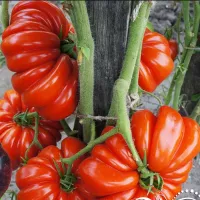 Купить Томат Американский ребристый красный