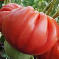 Купить семена Томат Бифштекс Альби (минусинский)