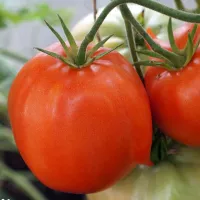Купить семена Томат Бочковой минусинский красный