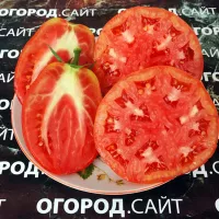 Купить семена Томат Минусинские стаканы розовые