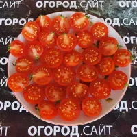 Купить семена Томат Бонсай