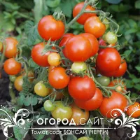 Купить семена Томат Бонсай