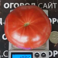 Купить семена Томат Гном Брендифред