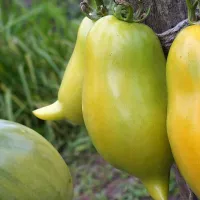 Купить семена Томат Буратино оранжевый