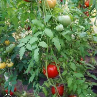 Купить семена Томат Минусинский