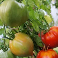 Купить семена Томат Бычье сердце Выставочное Минусинское