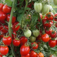 Купить семена Томат Аккордеон Черри