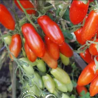 Купить семена томата Дебослив