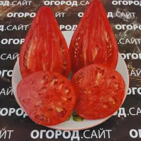 Купить семена Томат Девичьи слёзы