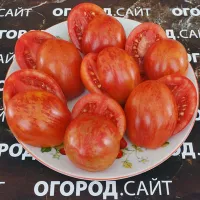 Купить семена Томат Дон Жуан