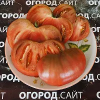 Купить семена Томат Чероки пурпурный