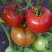Купить семена Томат Фонари Фокина