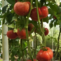 Купить семена Томат Гигант Бельгии