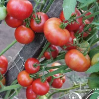 Купить семена Томат Граффити розовый