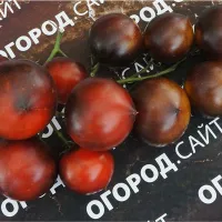 Купить семена Томат H-34 красный