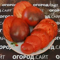 Купить семена Томат КАС 21