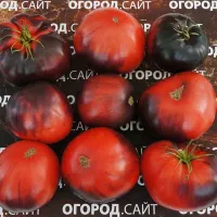Купить семена Томат КАС 21