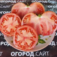 Купить семена Комбитомат Тарасенко