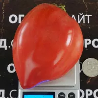 Купить семена Томат Косово