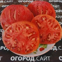 Купить семена Томат Косово