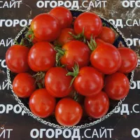 Купить семена Томат Кроха