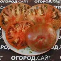 Купить семена Томат Кровавая Луна