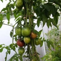 Купить семена Томат Кумато