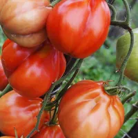 Купить семена Томат Кунео гигантская груша