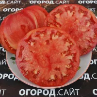 Купить семена Томат Лапоть минусинский